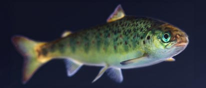 Atlantic salmon swimming – Zoetis